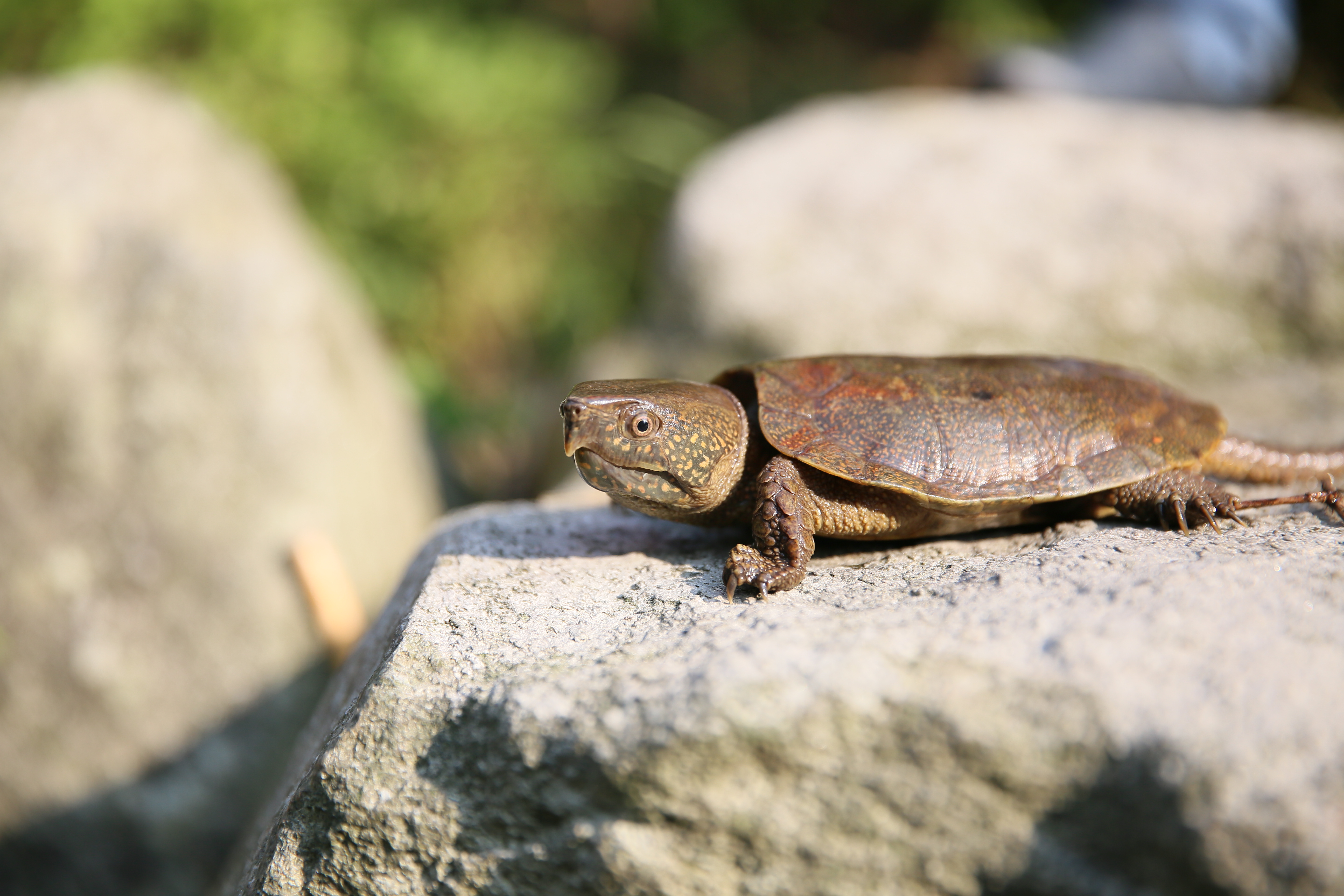 濒危动物鹰嘴龟回归大自然